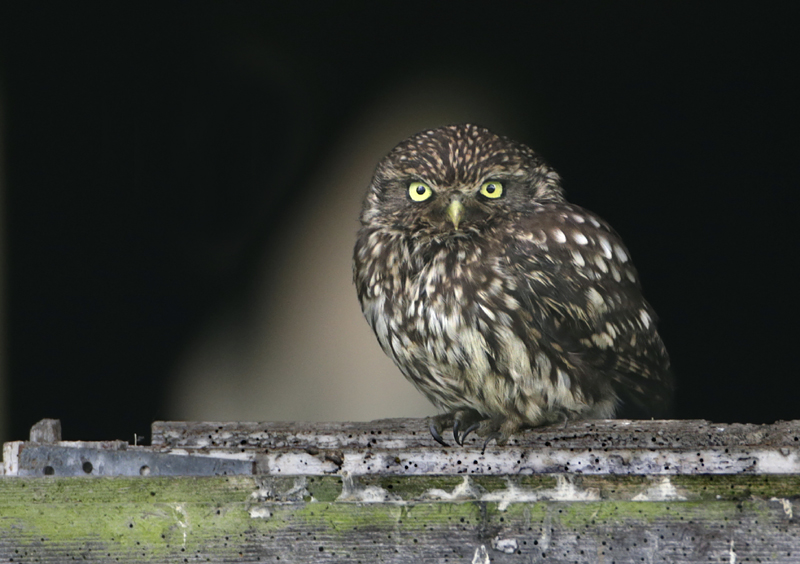 donkere uiltjeorg.jpg